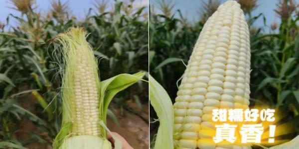 永定三生有机鲜食玉米喜迎丰登 永定三生有机鲜食玉米喜迎丰登