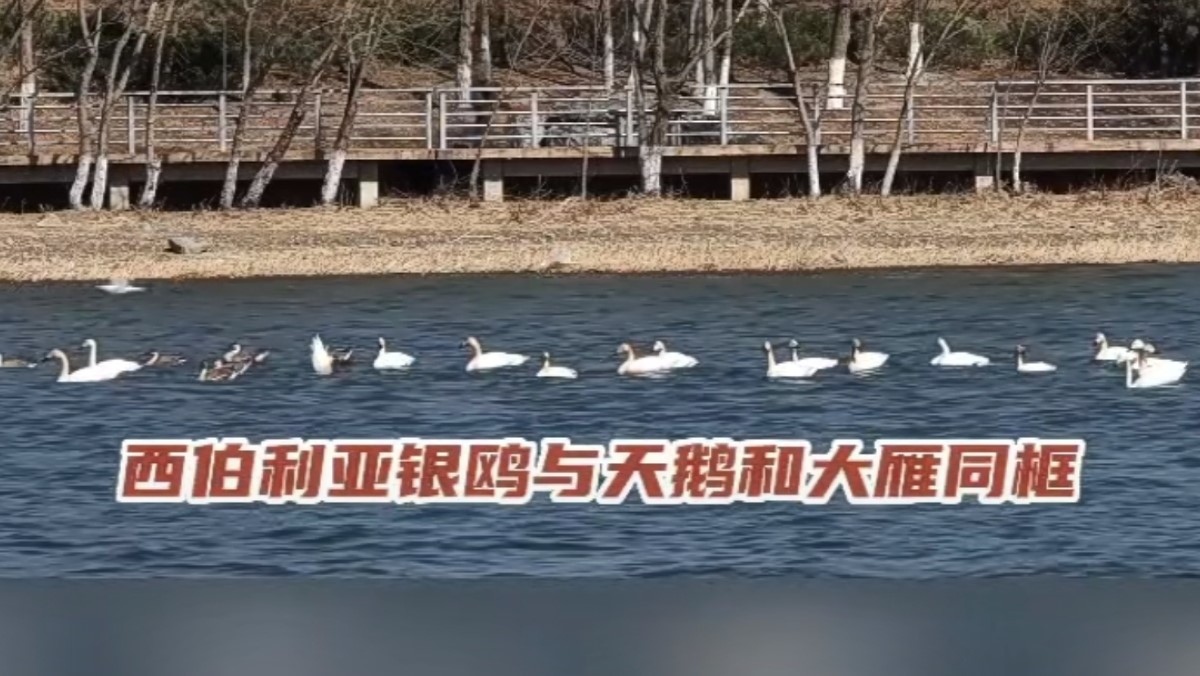 永定春来早 园林养护忙 永定春来早 园林养护忙